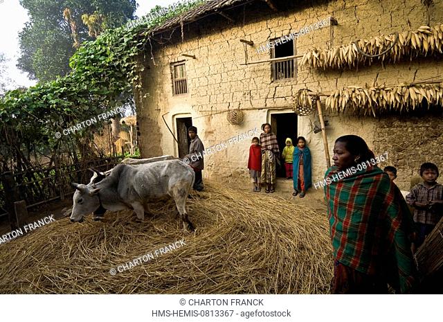 Nepal, Terai area, Rapti Zone, Dang Deokhuri District, traditional village Chaudhari Tharu, rice threshing