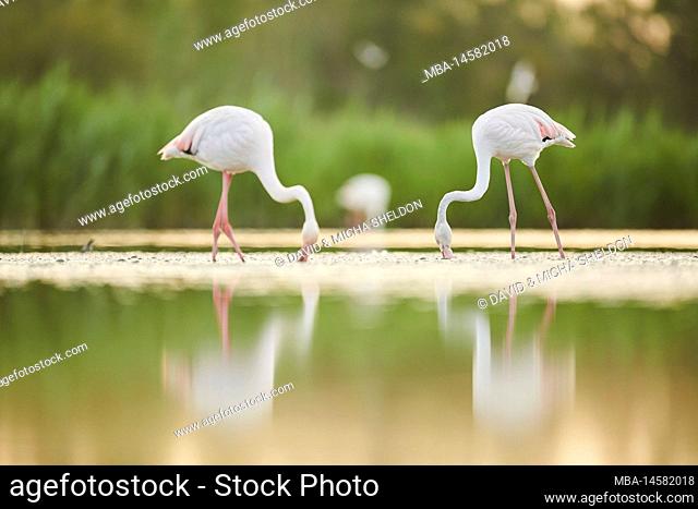 Pink flamingos (Phoenicopterus roseus), two, standing, lateral Camargue, France, Europe