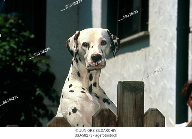 Dalmatian dog - puppy