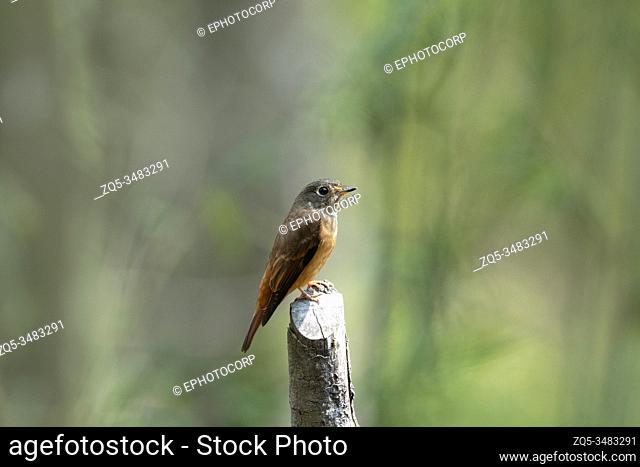 Ferruginous Flycatcher, Muscicapa ferruginea, Neora Valley National Park, Kalimpong, West Bengal, India