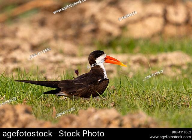 Africa, Zambia, Kafue natioinal Park, African skimmer (Rynchops flavirostris), on the ground near by the nest