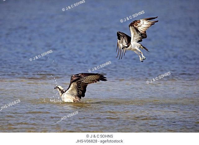 Osprey, (Pandion haliaetus carolinensis), Sanibel Island, Florida, USA, Northamerica, adult couple bathing