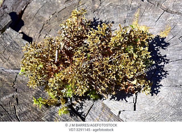 Iceland moss (Cetraria islandica) is a fruticulose lichen with medicinal properties. This photo was taken in La Muela de Cantavieja, Teruel province, Aragon