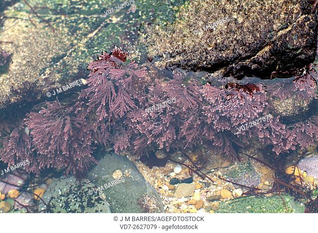 Corallina elongata is a red alga with limescale. Rhodophyta. Corallinaceae. Cabo Creus, Girona, Catalonia, Spain