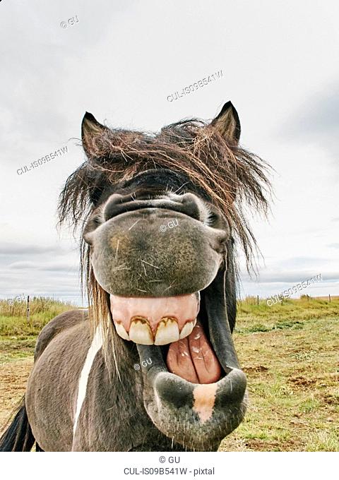 Portrait of icelandic horse with mouth open, Husavik, Iceland