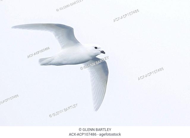 Snow Petrel (Pagodroma nivea) flying over the ocean searching for food near South Georgia Island