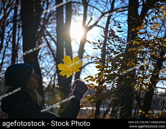 26 November 2023, Brandenburg, Falkenhagen: A woman shows an autumnal maple leaf in the backlight of the sun during a walk. Photo: Patrick Pleul/dpa