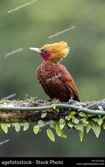 Chestnut-colored Woodpecker male (Celeus castaneus) - La Laguna del Lagarto Eco-Lodge, Boca Tapada, Costa Rica