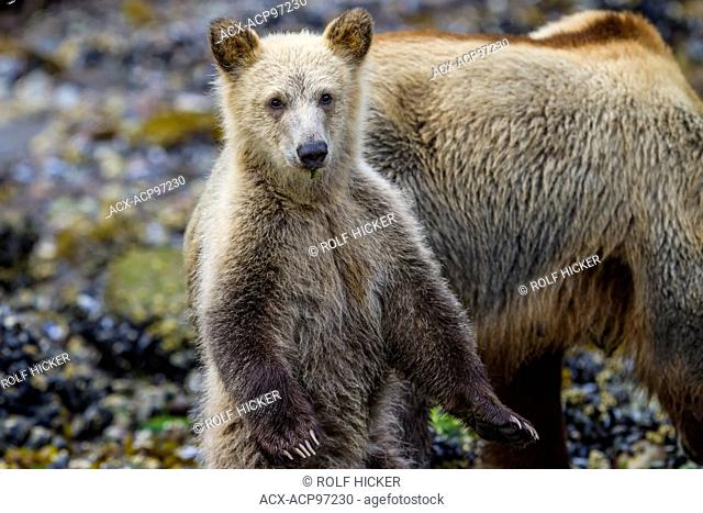 Coastal grizzly bear cub (Ursus arctos) standing, foraging along the shoreline of beautiful Knight Inlet, British Columbia, Canada