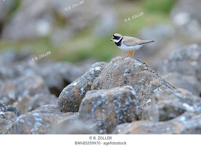 ringed plover (Charadrius hiaticula), securing on stones, Iceland