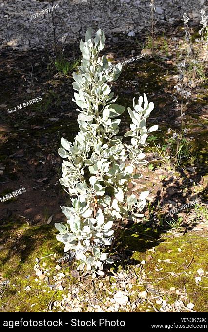 Jaguarzo blanco (Halimium atriplicifolium) is a shrub native to southern Spain. This photo was taken in Sierra de Cazorla Natural Park, Jaen, Andalucia, Spain