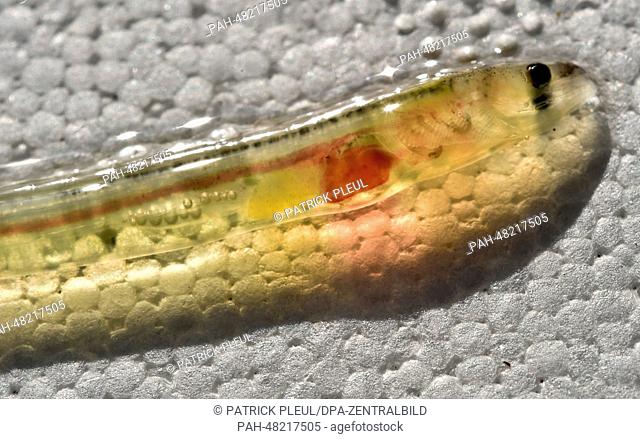 A tiny glass eel of a bout 4 cm in length is pictured in a container at Koellnitz Fishery in Gross Schauen near Storkow, Germany, 29 April 2014
