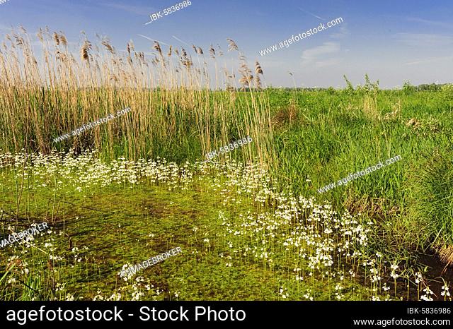 Common water buttercup (Ranunculus aquatilis L.) flowering in a ditch in the oxbog, swamp, wet meadows, dikes, herds, Lower Saxony, Germany, Europe
