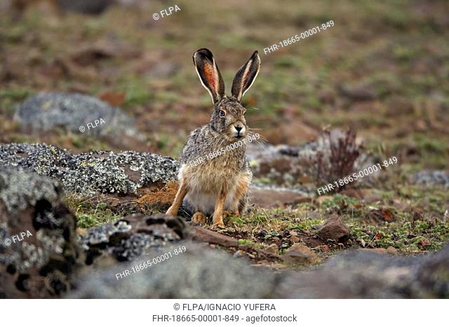 Starck's Hare Lepus starcki adult, sitting in afro-alpine moorland, Bale Mountains, Oromia, Ethiopia