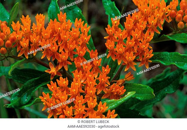 Butterfly Weed (Asclepias tuberosa) Upstate New York