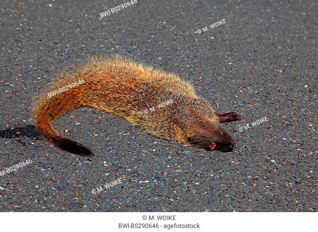 Egyptian mongoose (Herpestes ichneumon), roadkill of a mongoose, Spain, Coto Donana
