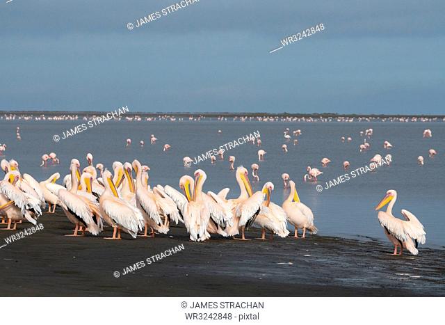 Great White African Pelicans gather on the Wetlands, Greater Flamingos with pink bills in the background, Walvis Bay, Namibia, Africa