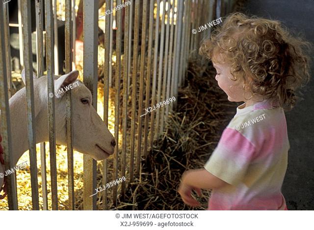 Detroit, Michigan - Mariel West, 2, visits with the animals on display at the Michigan State Fair  MR