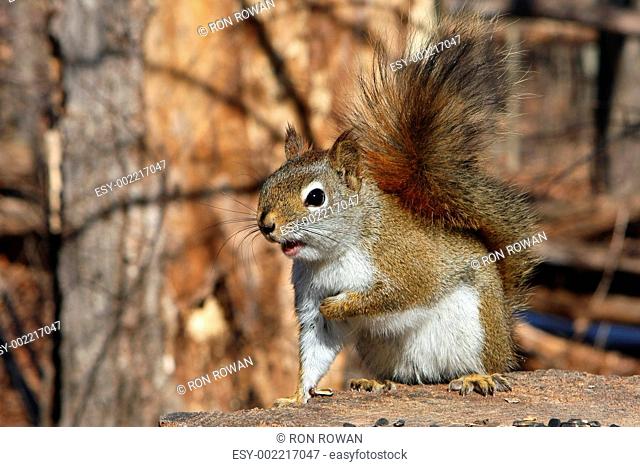 Red Squirrel Tamiasciurus hudsonicus