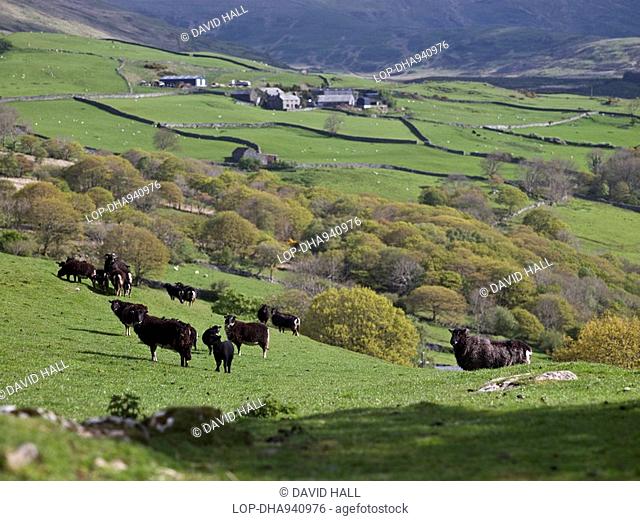 Wales, Gwynedd, Near Barmouth, Welsh black mountain sheep grazing on farmland in the hills above the Mawddach Estuary