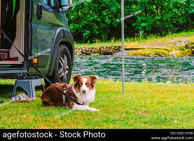 trip with pet. Happy Brown Dog Border Collie travel by car. Border Collie dog sitting near car camping on green grass near mountain river in norway