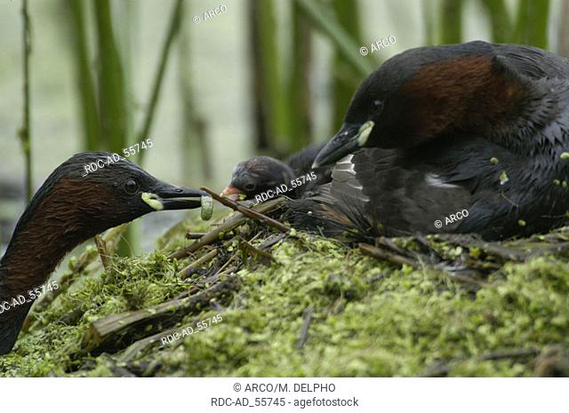 Little Grebes pair with chick at nest Hessen Germany Tachybaptus ruficollis Podiceps ruficollis