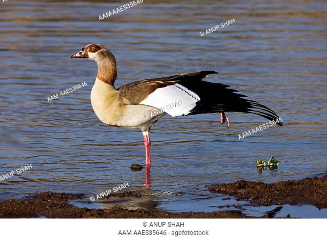 Egyptian Goose standing in the river (Alopochen aegyptiacus). Maasai Mara National Reserve, Kenya. Aug 2008