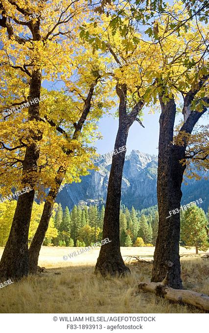 Yosemite Valley, Yosemite National Park, California, USA, El Capitan Meadow, black oaks Quercus kelloggii, pines, granite cliffs and spires, November