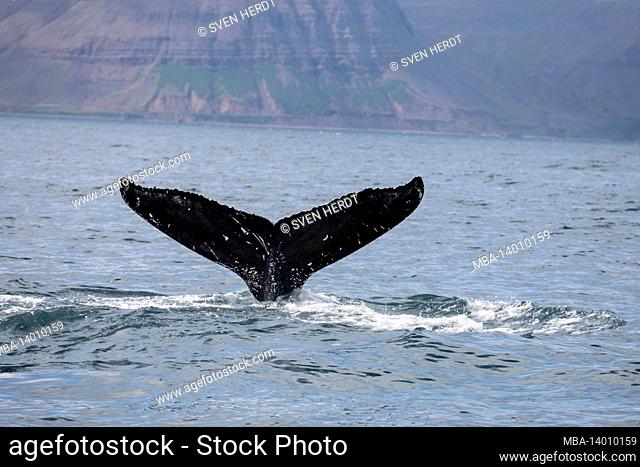 the fin of a submerging humpback whale in the westfjords