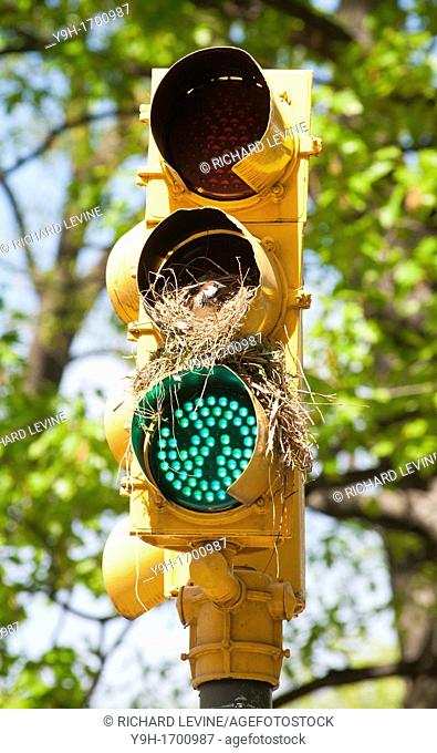 Future bird parents at their nest in a traffic signal in Central Park in New York