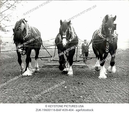 1968 - Horses back on the Farm; The demand for English Shires is booming, especially if they have black bodies and white feet