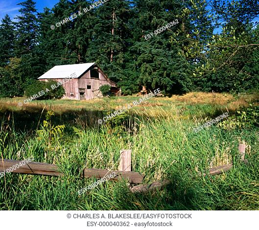 Barn on Lummi Island. Afternoon of July. Puget Sound, Whatcom County. Washington. USA