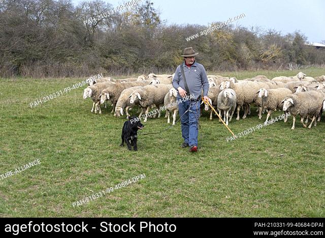 26 March 2021, Saxony-Anhalt, Zerbst: Rainer Frischbier, master shepherd, leads his animals out to pasture. He still wears the traditional shepherd's hat and...