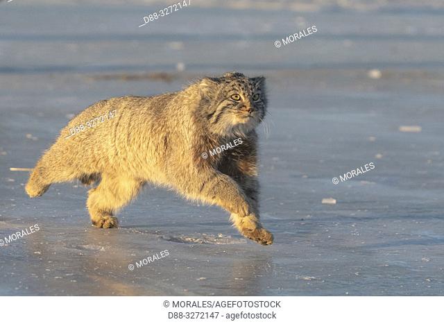 Asia, Mongolia, East Mongolia, Steppe area, Pallas's cat (Otocolobus manul), moving, running