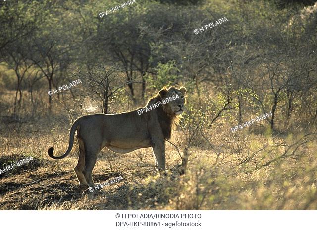 Asiatic Lion Panthera Leo , Gir forest National Park , Junagadh , Gujarat , india