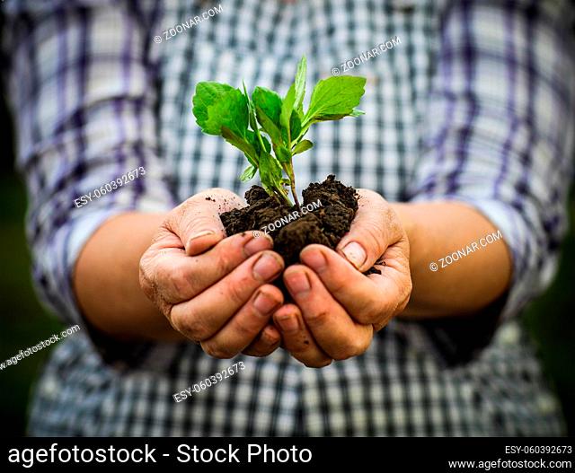 Woman holding a green young plant in her hands. Spring and ecology concept