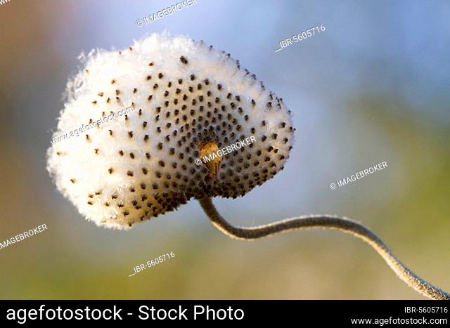Japanese (Anemone hupehensis var. japonica) anemone 'Praecox', close-up of seed head, in garden, Carmarthenshire, Wales, United Kingdom, Europe