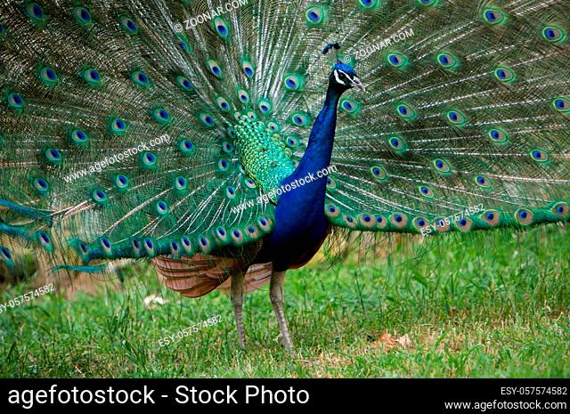 Beautiful Peacock With Colorful Feathers and Standing in the Garden
