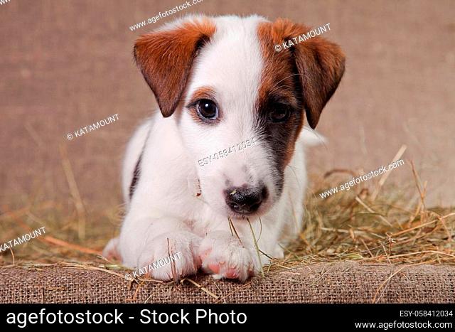 A small puppy of breed smooth-haired fox-terrier of a white color with red spots lies indoors on a bed covered with hay