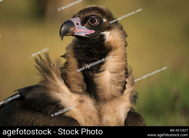 Cinereous vulture (Aegypius monachus) portrait, endangered species, Extremadura, Spain, Europe