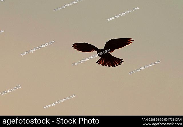 28 February 2022, Berlin: 28.02.2022, Berlin. A kestrel (Falco tinnunculus) flies over Tempelhofer Feld, the former Tempelhof Airport in the backlight of the...