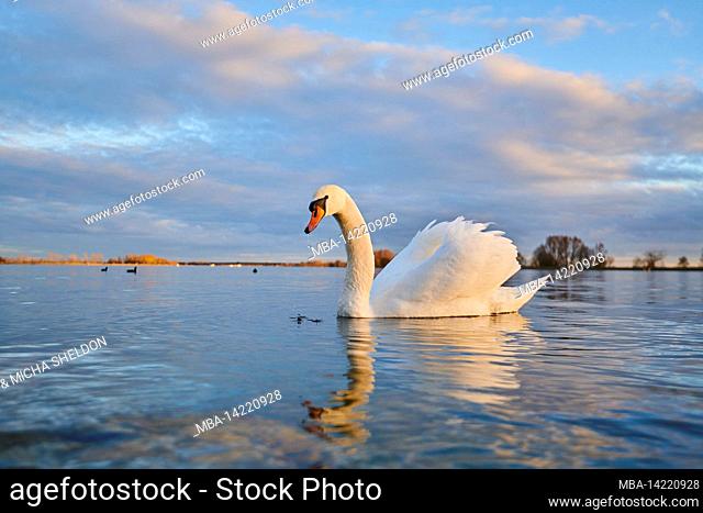 Mute swan (Cygnus olor), swimming, Bavaria, Germany