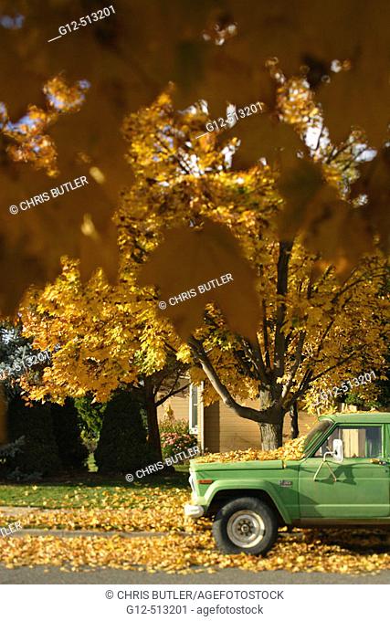 Green truck parked on street with trees in fall season