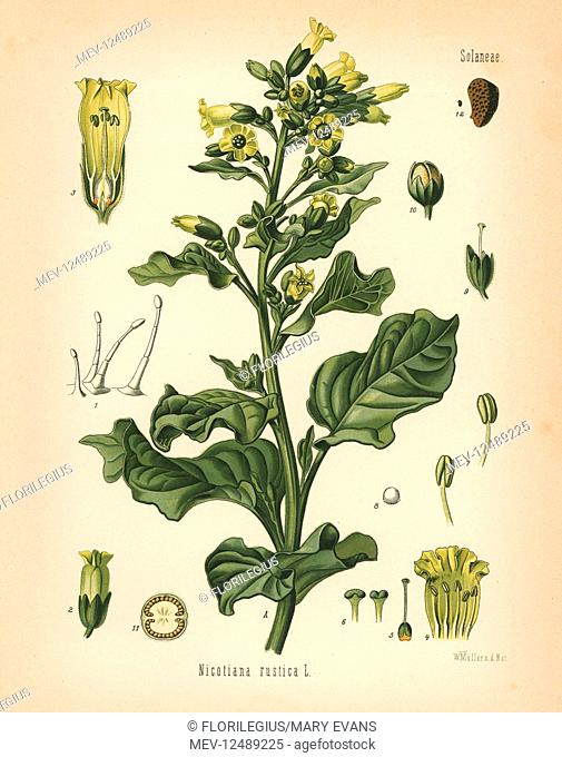 Aztec tobacco or mapacho, Nicotiana rustica. Chromolithograph after a botanical illustration by Walther Muller from Hermann Adolph Koehler's Medicinal Plants