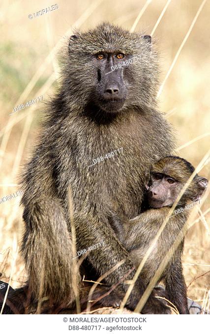 Olive Baboon, female and young (Papio anubis). Ethiopia
