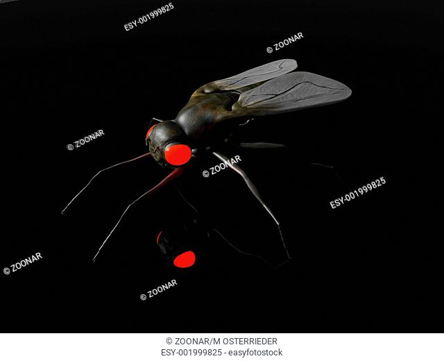 Evil Fly