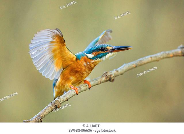 river kingfisher (Alcedo atthis), female threatening an approaching male, Germany, Bavaria, Isental