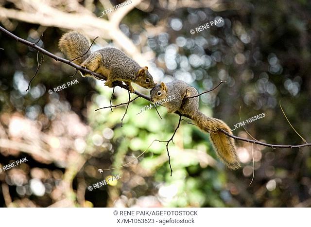 A male fox tree squirrel pursues a female squirrel in an attempt to mate in Northern California