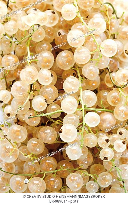 White currants, filling the format