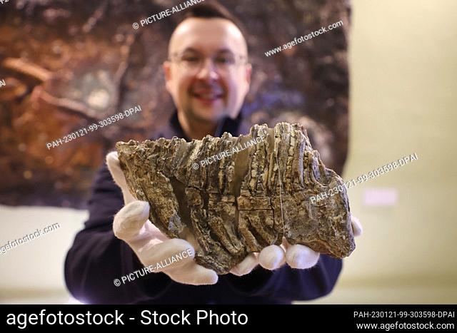 21 January 2023, Thuringia, Gera: Frank Hrouda shows a molar from an adult mammoth (Mammuthus primigenius) at the ""Prehistory Day"" in the Natural History...
